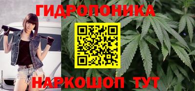 шишки Кингисепп